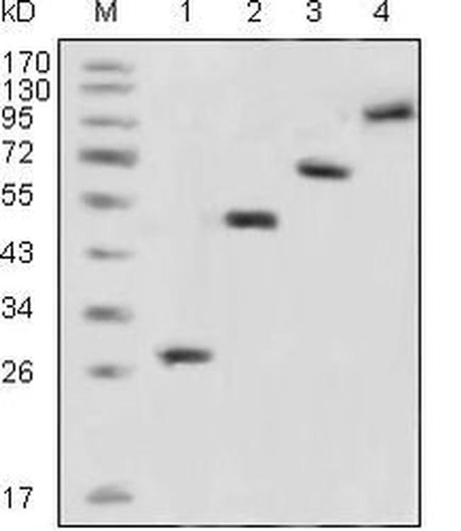 GFP Antibody in Western Blot (WB)