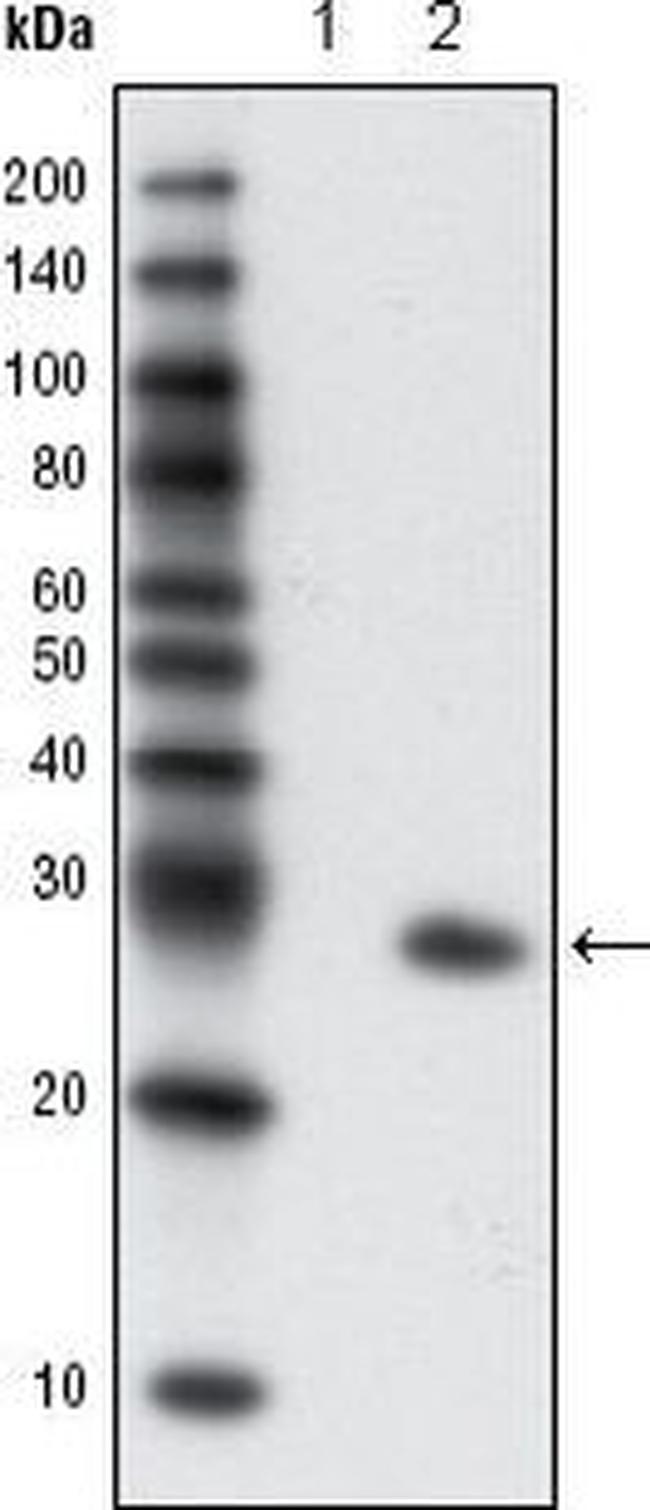 GFP Antibody in Western Blot (WB)