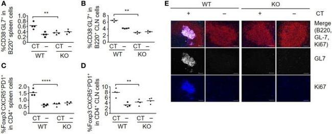 GL7 Antibody in Immunohistochemistry (IHC)