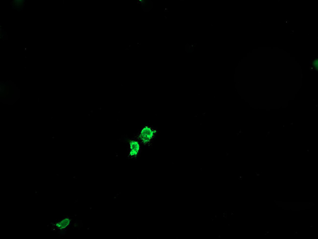 GLB1 Antibody in Immunocytochemistry (ICC/IF)