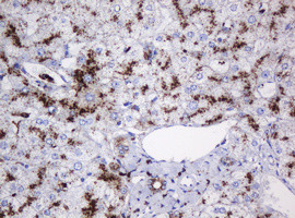 GLB1 Antibody in Immunohistochemistry (Paraffin) (IHC (P))