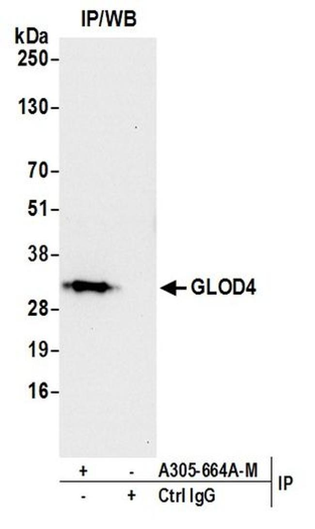 GLOD4 Antibody in Western Blot (WB)