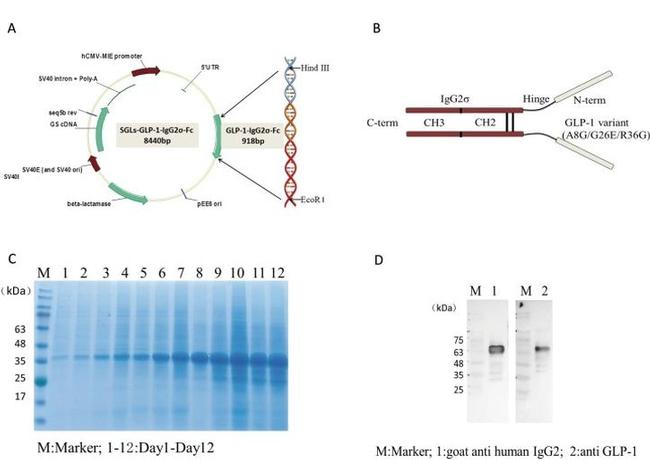 GLP-1 Antibody in Western Blot (WB)