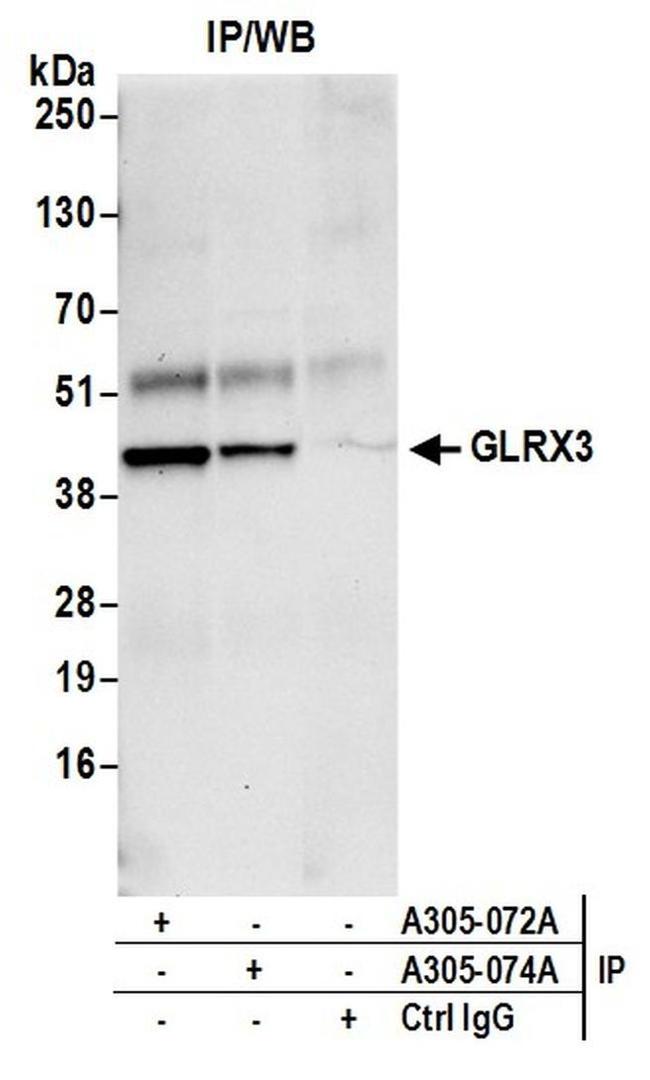 GLRX3/PICOT/TXNL2 Antibody in Western Blot (WB)