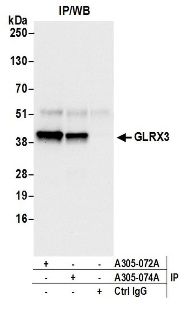 GLRX3/PICOT/TXNL2 Antibody in Western Blot (WB)