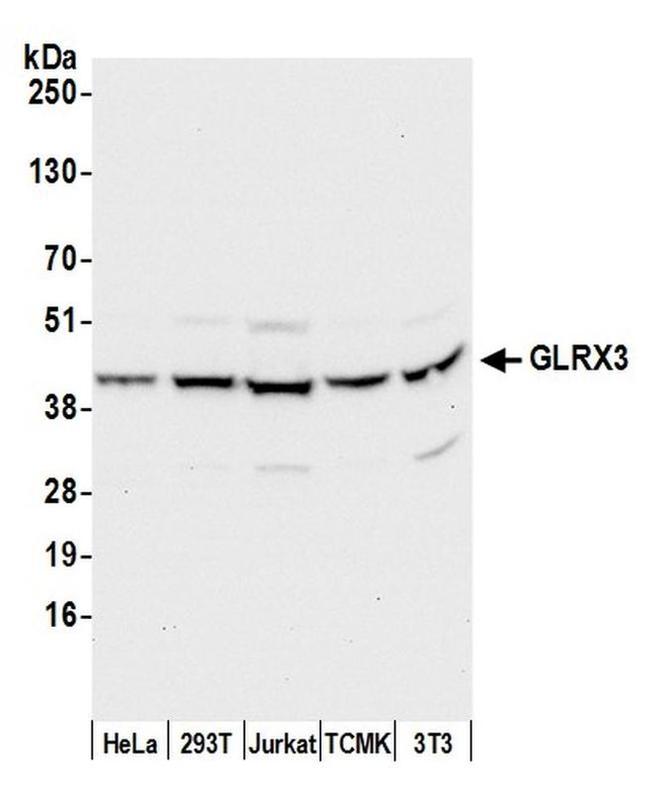 GLRX3/PICOT/TXNL2 Antibody in Western Blot (WB)