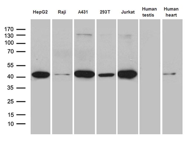 GLRX3 Antibody in Western Blot (WB)