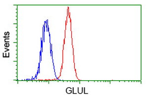 GLUL Antibody in Flow Cytometry (Flow)