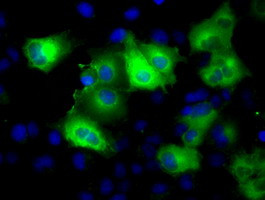 GLUL Antibody in Immunocytochemistry (ICC/IF)