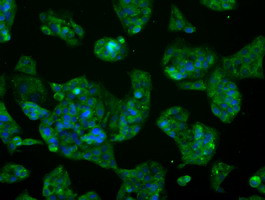 GLUL Antibody in Immunocytochemistry (ICC/IF)