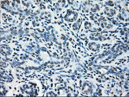 GLUL Antibody in Immunohistochemistry (Paraffin) (IHC (P))