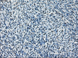 GLUL Antibody in Immunohistochemistry (Paraffin) (IHC (P))