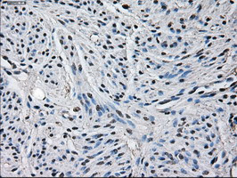 GLUL Antibody in Immunohistochemistry (Paraffin) (IHC (P))