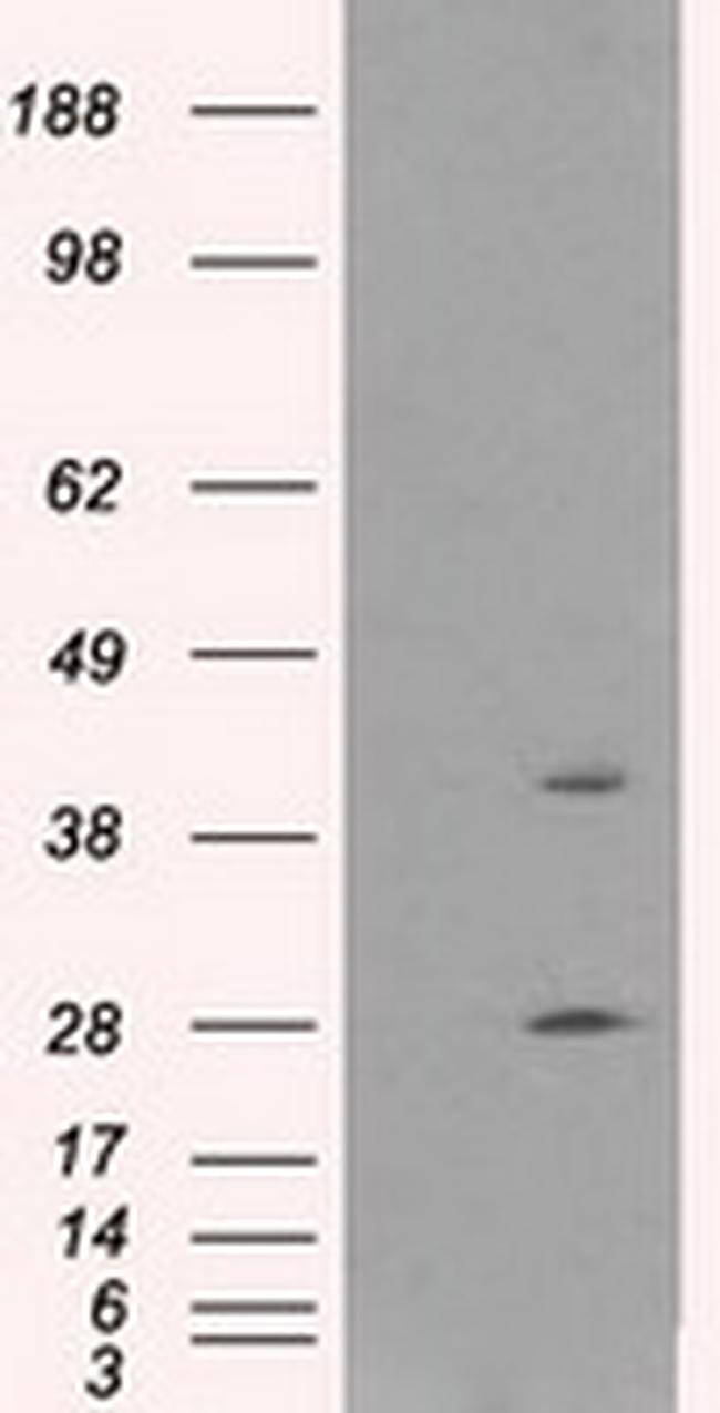 GLUL Antibody in Western Blot (WB)