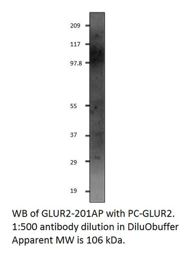 Glutamate Receptor 2 Antibody in Western Blot (WB)