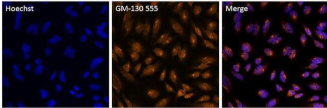 GM130 Antibody in Immunocytochemistry (ICC/IF)