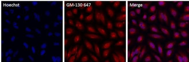 GM130 Antibody in Immunocytochemistry (ICC/IF)