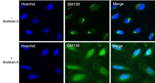 GM130 Antibody