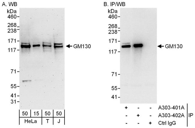 GM130 Antibody in Western Blot (WB)