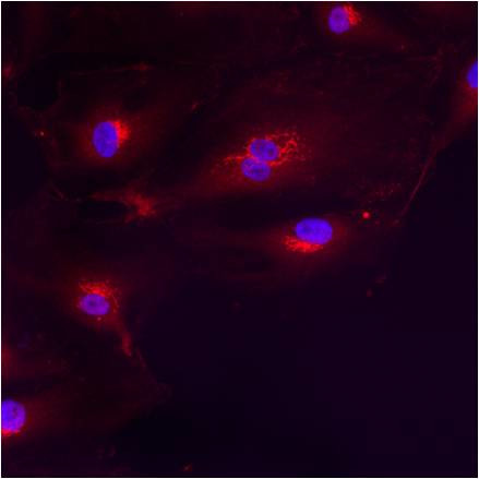 GM130 Antibody in Immunocytochemistry (ICC/IF)