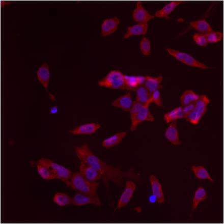 GM130 Antibody in Immunocytochemistry (ICC/IF)