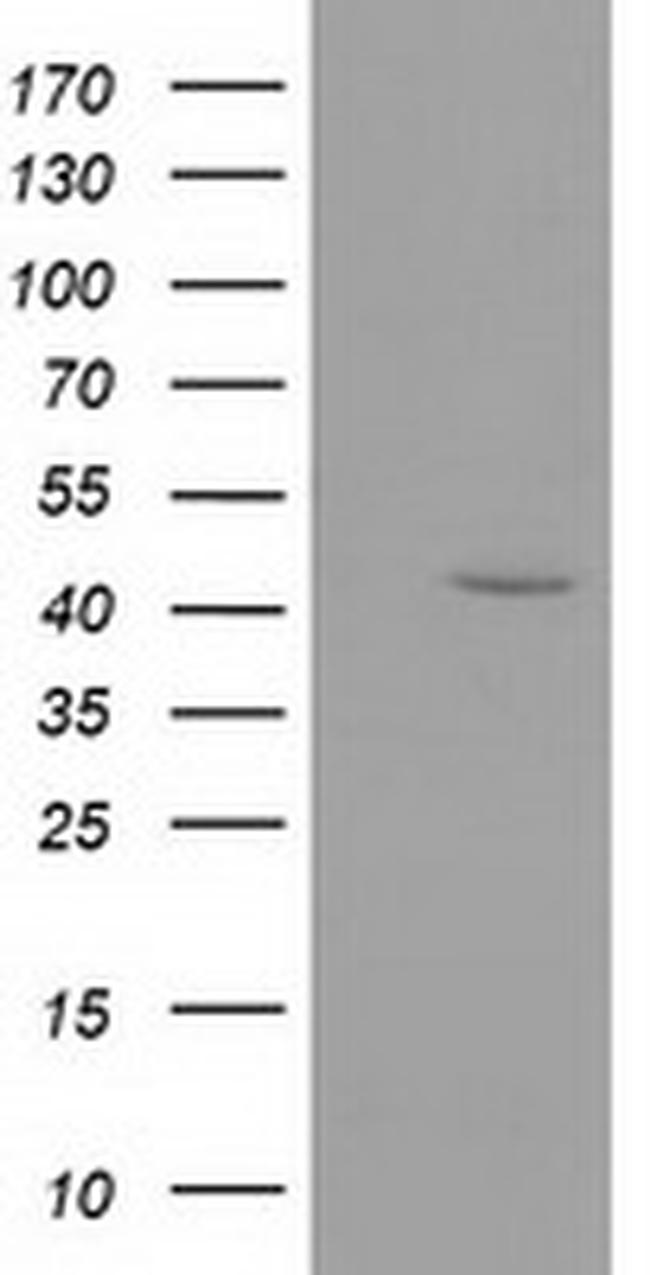 GMDS Antibody in Western Blot (WB)