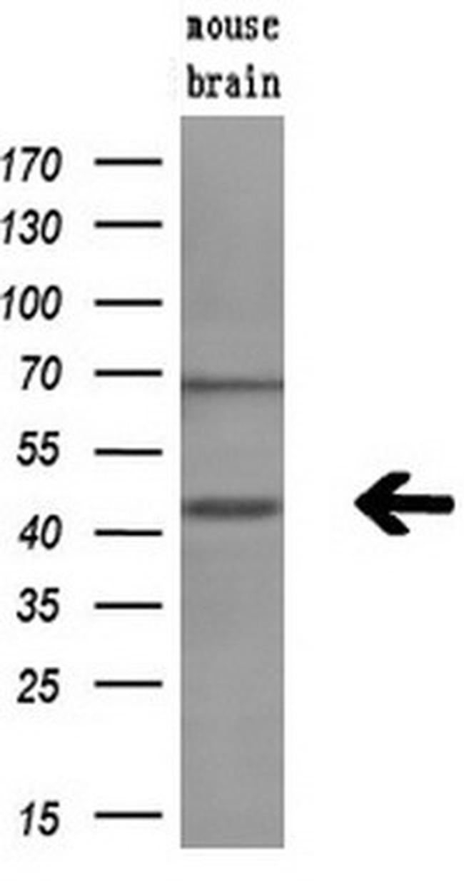 GMDS Antibody in Western Blot (WB)