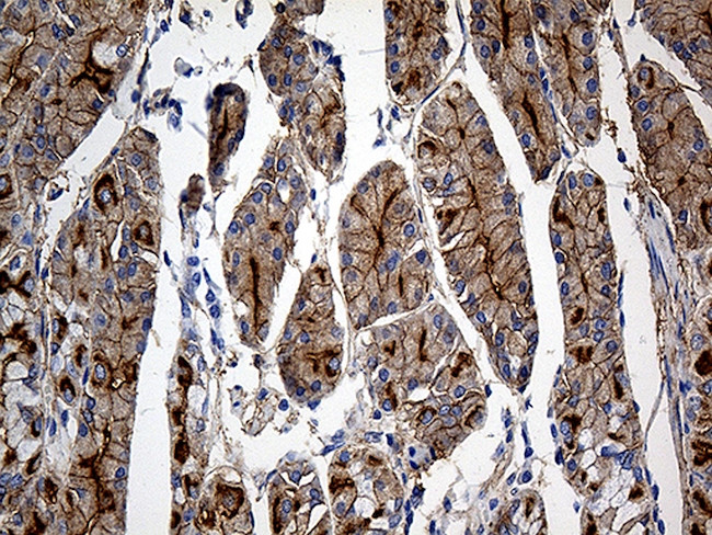 GNA14 Antibody in Immunohistochemistry (Paraffin) (IHC (P))