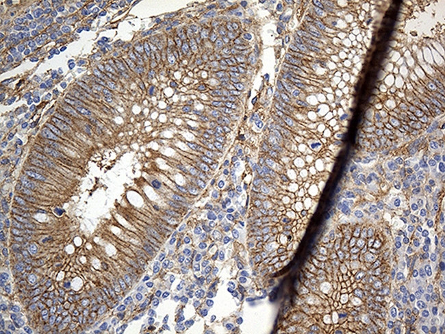 GNA14 Antibody in Immunohistochemistry (Paraffin) (IHC (P))