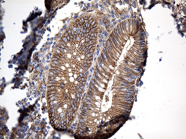 GNA14 Antibody in Immunohistochemistry (Paraffin) (IHC (P))