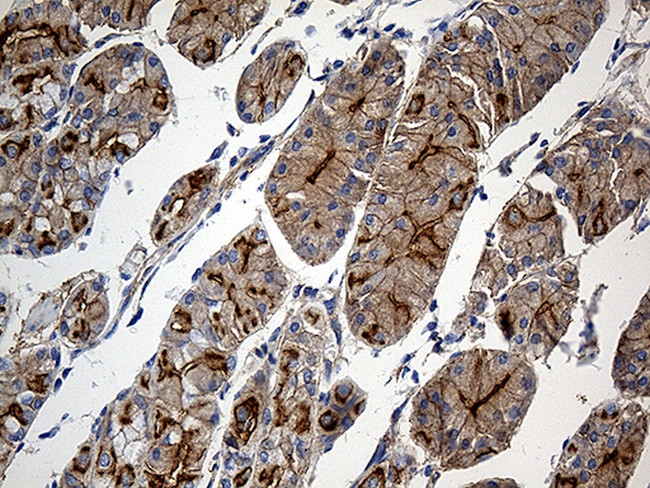 GNA14 Antibody in Immunohistochemistry (Paraffin) (IHC (P))