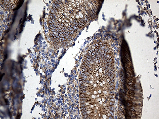 GNA14 Antibody in Immunohistochemistry (Paraffin) (IHC (P))