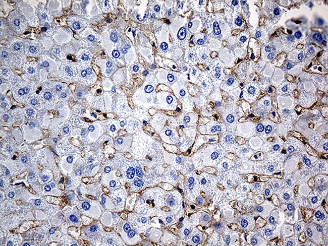 GNA14 Antibody in Immunohistochemistry (Paraffin) (IHC (P))