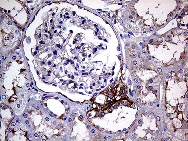 GNAS Antibody in Immunohistochemistry (Paraffin) (IHC (P))