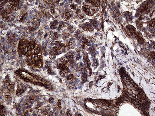 GNAS Antibody in Immunohistochemistry (Paraffin) (IHC (P))