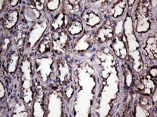 GNAS Antibody in Immunohistochemistry (Paraffin) (IHC (P))