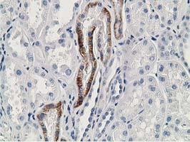 GNB2L1 Antibody in Immunohistochemistry (Paraffin) (IHC (P))