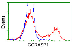 GORASP1 Antibody in Flow Cytometry (Flow)