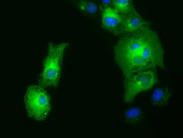 GORASP1 Antibody in Immunocytochemistry (ICC/IF)