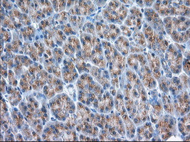 GORASP1 Antibody in Immunohistochemistry (Paraffin) (IHC (P))