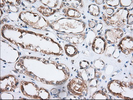 GORASP1 Antibody in Immunohistochemistry (Paraffin) (IHC (P))