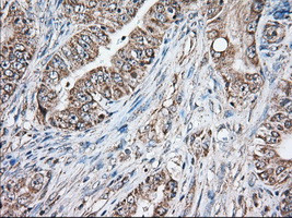 GORASP1 Antibody in Immunohistochemistry (Paraffin) (IHC (P))