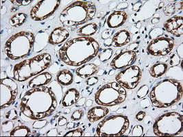 GORASP1 Antibody in Immunohistochemistry (Paraffin) (IHC (P))