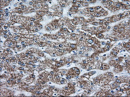 GORASP1 Antibody in Immunohistochemistry (Paraffin) (IHC (P))