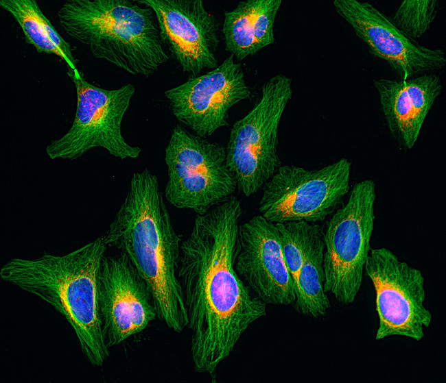 Rat IgG (H+L) Highly Cross-Adsorbed Secondary Antibody in Immunocytochemistry (ICC/IF)