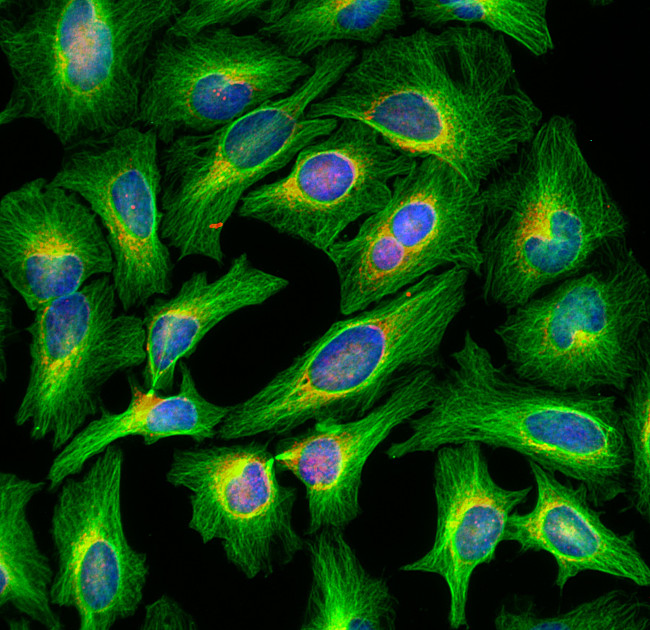 Rat IgG (H+L) Highly Cross-Adsorbed Secondary Antibody in Immunocytochemistry (ICC/IF)