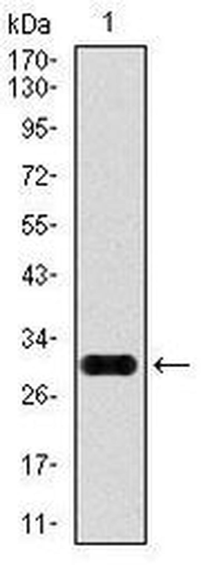 Glypican 3 Antibody in Western Blot (WB)