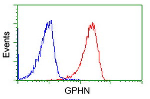 GPHN Antibody in Flow Cytometry (Flow)