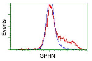 GPHN Antibody in Flow Cytometry (Flow)