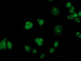 GPHN Antibody in Immunocytochemistry (ICC/IF)